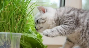 7 Начина да спестите домашни цветя от котка, която постоянно ги обръща